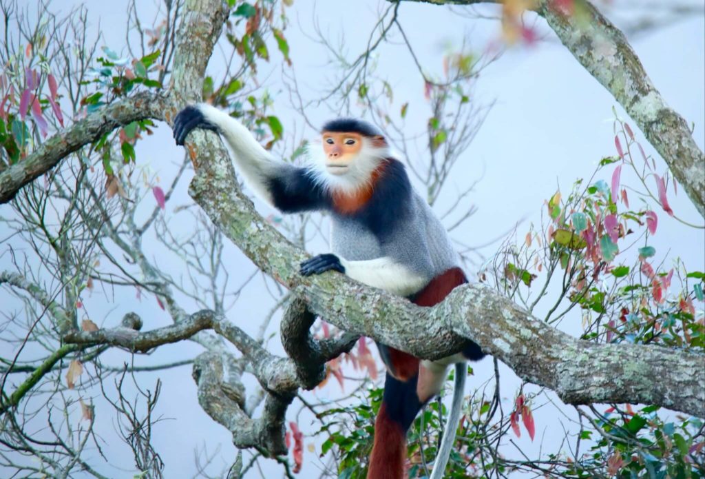 A rare red-shanked douc langur monkey resting in an almond tree