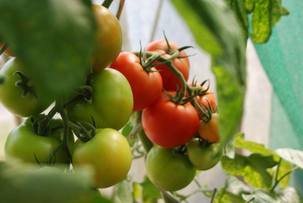 Ripe and green tomatoes growing in the resort's organic garden