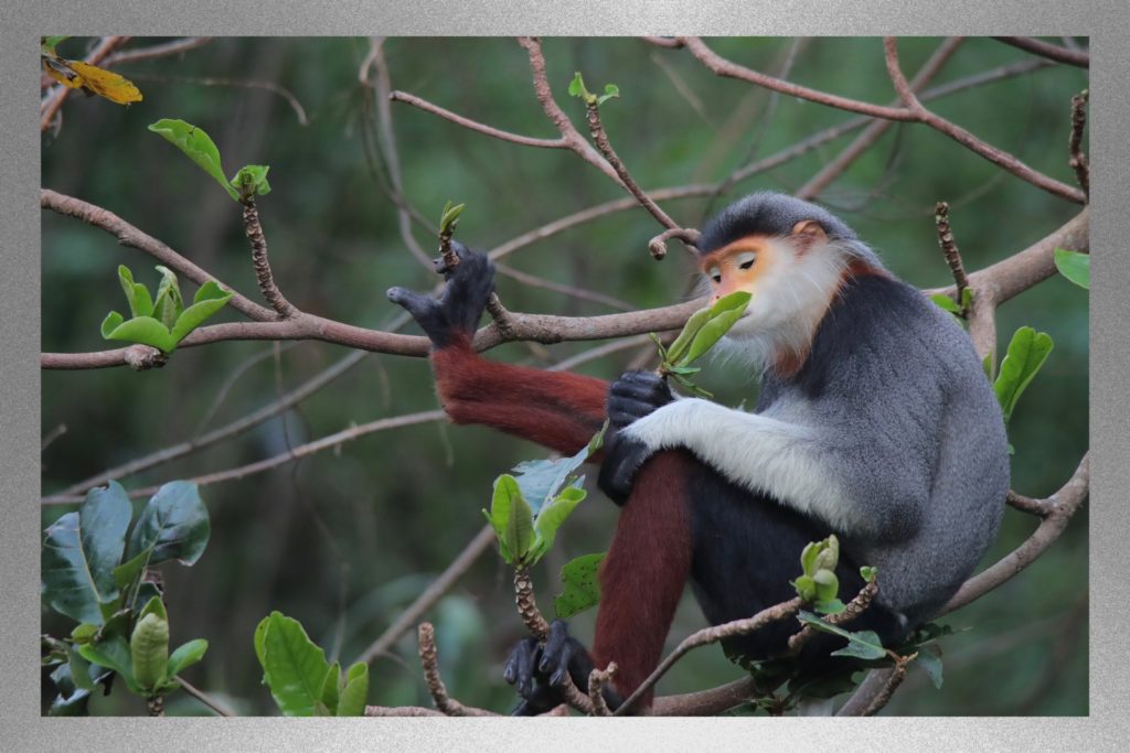 A rare red-schanked douc langur monkey
