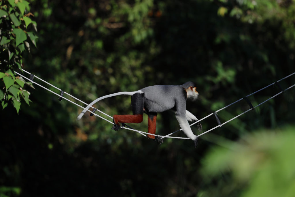 A douc langur monkey crossing an artificial bridge