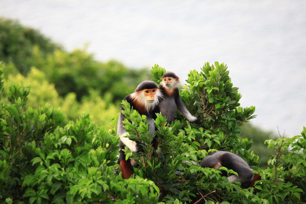 Red-shanked douc langurs